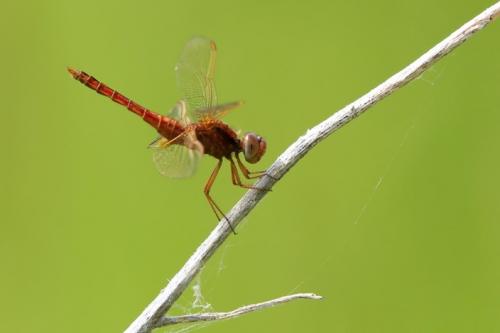 Réf. 205 566 : Crocothemis erythraea